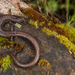 Kings River Slender Salamander - Photo (c) Chad M. Lane, some rights reserved (CC BY-NC), uploaded by Chad M. Lane