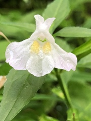 Mimulus