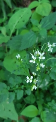 Cardamine auriculata