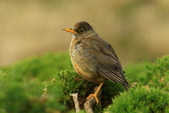 Turdus falcklandii falcklandii