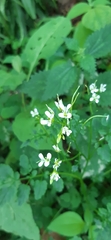 Cardamine auriculata