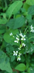 Cardamine auriculata