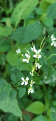 Cardamine auriculata