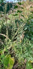 Artemisia vulgaris