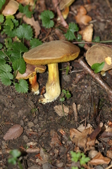 Hortiboletus engelii