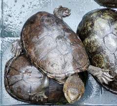 Kinosternon hirtipes