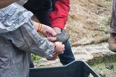 Kinosternon hirtipes