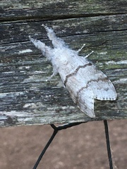 Calliteara pudibunda