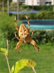Araneus diadematus