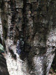 Capnodis cariosa