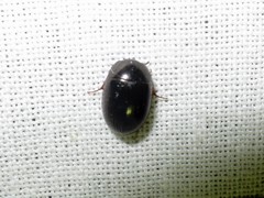Hydrobius