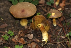 Hortiboletus engelii