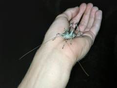 Paradrymadusa galitzini