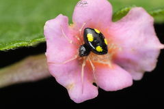 Theridula