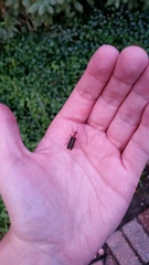 Photinus pyralis