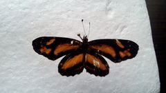 Castilia eranites