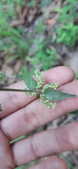 Urtica chamaedryoides