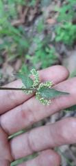 Urtica chamaedryoides