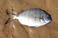 Diplodus