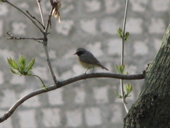 Phoenicurus phoenicurus