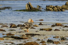 Tachyeres brachypterus