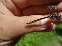 Somatochlora walshii