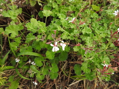 Pelargonium fragrans
