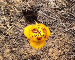 Calochortus clavatus