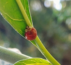 Harmonia axyridis