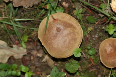 Hortiboletus engelii