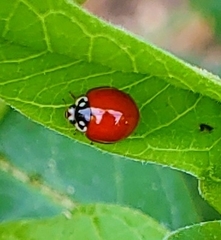 Cycloneda sanguinea