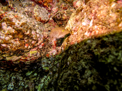 Canthigaster punctatissima