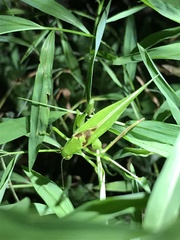 Amblycorypha rotundifolia