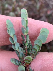 Cliffortia phyllanthoides