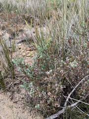 Cliffortia phyllanthoides