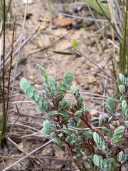 Cliffortia phyllanthoides