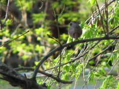 Phoenicurus phoenicurus