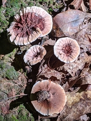 Hydnellum scrobiculatum