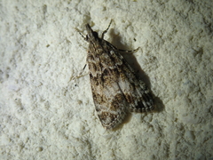 Eudonia mercurella