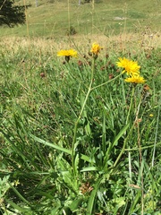Crepis conyzifolia