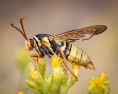 Paranthrene robiniae