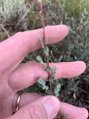 Cliffortia phyllanthoides