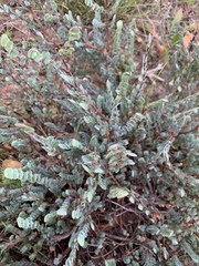 Cliffortia phyllanthoides