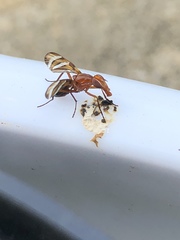 Tritoxa incurva