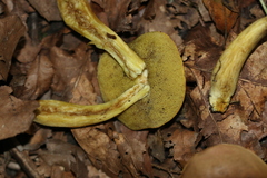 Hortiboletus engelii