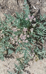 Vesper montanus