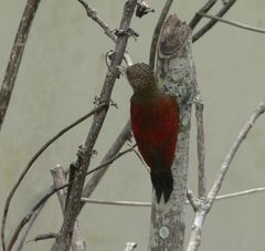 Dryobates sanguineus