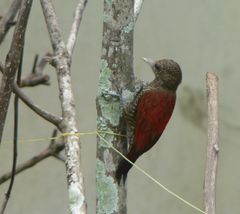 Dryobates sanguineus