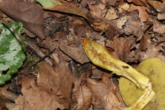 Hortiboletus engelii