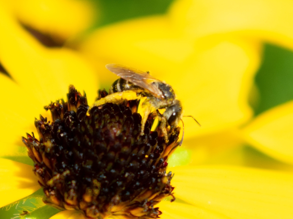 Bee Fure Ligated Furrow Bee from 1064 Charolais Dr, Ballwin, MO 63011, USA on ...